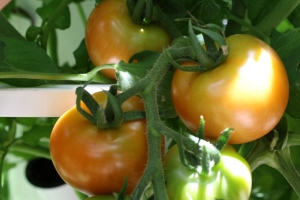 Ripening tomatoes (Cherry) 6/3/13